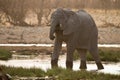 Elephant in water