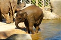Elephant in water Royalty Free Stock Photo