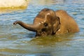 Elephant in water Royalty Free Stock Photo