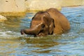 Elephant in water Royalty Free Stock Photo