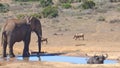 Elephant and a water buffalo at a water hole in the wilderness of Africa Royalty Free Stock Photo