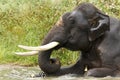 Elephant in water Royalty Free Stock Photo