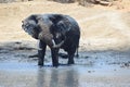 Elephant water hole Royalty Free Stock Photo