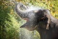 Elephant with water shower