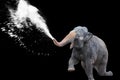 Elephant Water Spray in Black Background