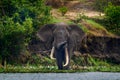 Elephant water walk in the nature habitat. Uganda wildlife, Africa. Elephant in rain. Elephant in Murchison Falls NP, Uganda. Big