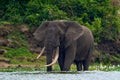 Elephant water walk in the nature habitat. Uganda wildlife, Africa. Elephant in rain. Elephant in Murchison Falls NP, Uganda. Big