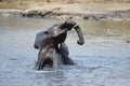 Elephant in waterhole