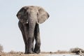 Elephant at waterhole Royalty Free Stock Photo