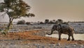 Elephant at waterhole scenic scape