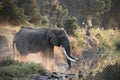 Elephant at the waterhole