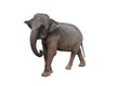 Elephant on white background