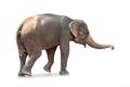 Elephant on white background. Large mammals. Clipping path