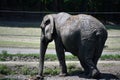 Elephant at the Wild Safari Drive-Thru Adventure at Six Flags Great Adventure in Jackson Township,