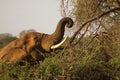 Elephant in the wilderness feeding on leaves on the trees Royalty Free Stock Photo