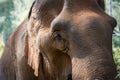 Elephant in the wilderness in Saen Monorom, Cambodia Royalty Free Stock Photo