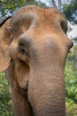 Elephant in the wilderness in Saen Monorom, Cambodia Royalty Free Stock Photo