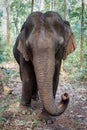 Elephant in the wilderness in Saen Monorom, Cambodia Royalty Free Stock Photo
