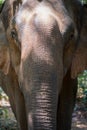 Elephant in the wilderness in Saen Monorom, Cambodia Royalty Free Stock Photo