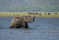 Elephant wlaking in backwater Royalty Free Stock Photo