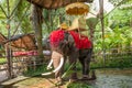 Elephant Xishuangbanna Dai Park Xiaoganlanba