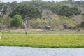 Elephant in Yala National Park, Sri Lanka