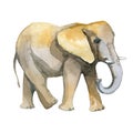 Elephant yellow watercolor realistic illustration