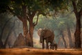 Elephant with young baby. Elephant at Mana Pools NP, Zimbabwe in Africa. Big animal in the old forest, evening light, sun set.