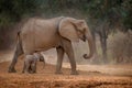 Elephant with young baby. Elephant at Mana Pools NP, Zimbabwe in Africa. Big animal in the old forest, evening light, sun set.