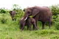 Elephant and youngster Royalty Free Stock Photo
