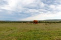 Elephant, Zebra and Warthog gathering at the watering hole