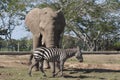 Elephant and zebra in zoo safari park,Villahermosa,Tabasco,Mexico Royalty Free Stock Photo