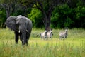 Elephant and zebras