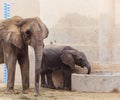 Elephant in zoo Royalty Free Stock Photo