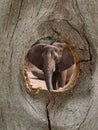 Elephant Zoo Animal in Fence Knot Hole
