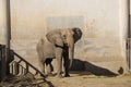 Elephant in the zoo, beijing Royalty Free Stock Photo