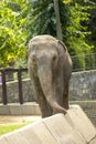 Elephant in zoo Royalty Free Stock Photo