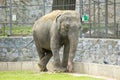 Elephant in zoo Royalty Free Stock Photo