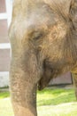 Elephant in zoo, close up Royalty Free Stock Photo