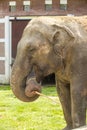Elephant in zoo eating Royalty Free Stock Photo