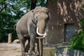 Elephant in the zoo