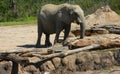 Elephant at the zoo enjoying the sunlight