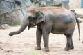 Elephant in elephant in zoo, front left feet up, walking around.