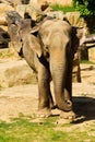Elephant Royalty Free Stock Photo