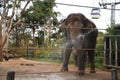 Elephant in Zoo in Sydney