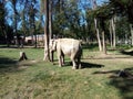 Elephant at zoo Targu Mures Royalty Free Stock Photo