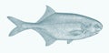 Elephantfish petrocephalus bane