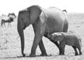 Elephant and her calf in Masai Mara, Kenya. Royalty Free Stock Photo