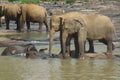 Elephants Royalty Free Stock Photo