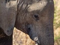 Closeup of elephant face Royalty Free Stock Photo